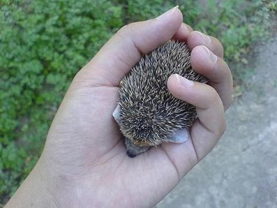 Porco Espinho 2