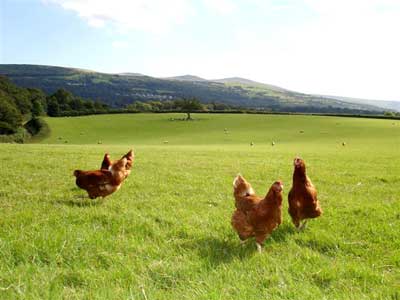chickens