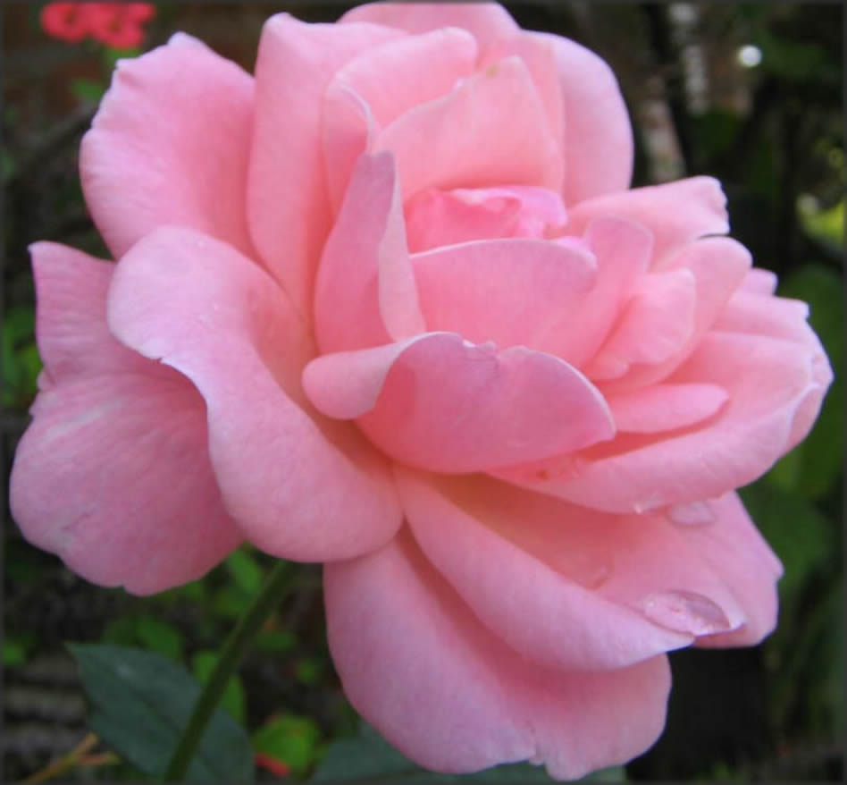 rosa