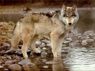lobo_lago