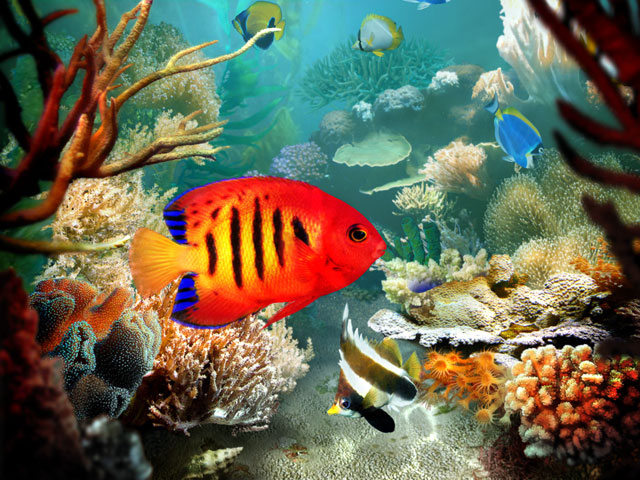 pequeno peixe