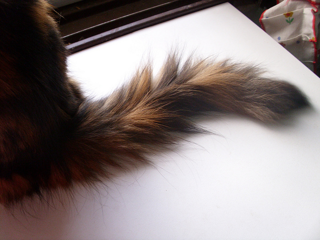 rabo do gato