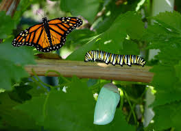 A Lagarta e a Borboleta