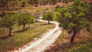 Jesus e Pedro no Getsêmani – Presbítero Humberto Vieira da Mota